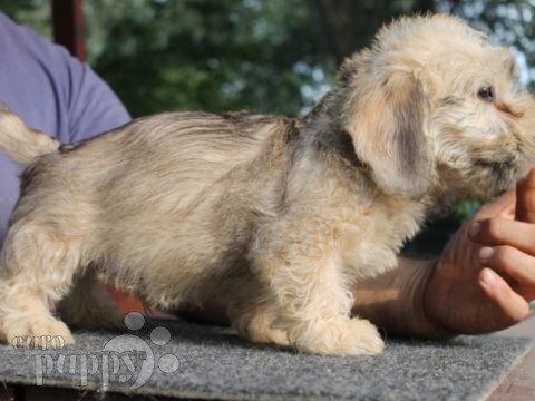 Dandie Dinmont Terrier cachorro en venta