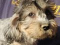 Dandie Dinmont Terrier puppy for sale