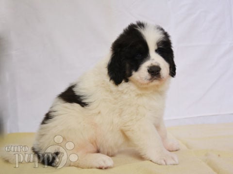 Bucovina Shepherd puppy for sale