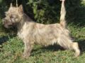 Cairn Terrier puppy