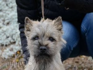 Cairn-Terrier welpen kaufen