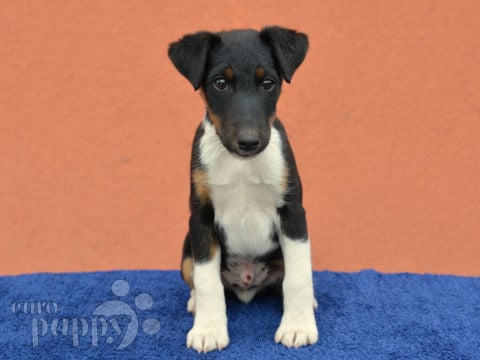 Fox Terrier puppy for sale