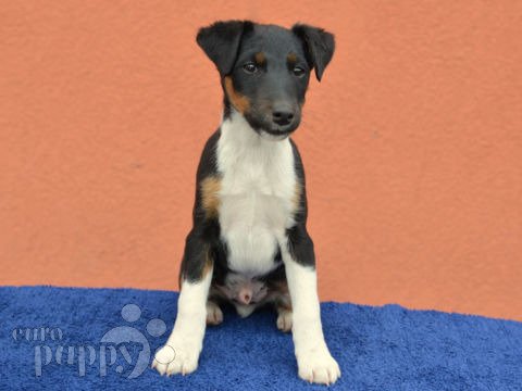 Fox Terrier puppy