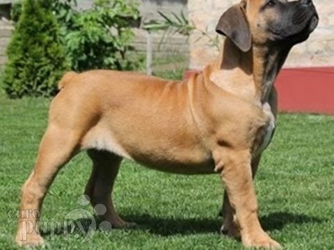 Boerboel cachorro en venta