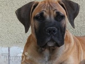 Boerboel puppy for sale