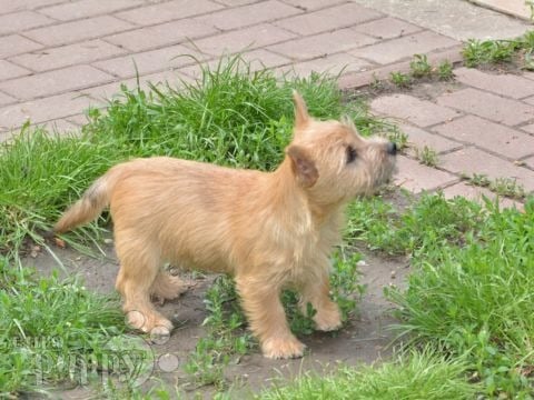 Norwich Terrier puppy
