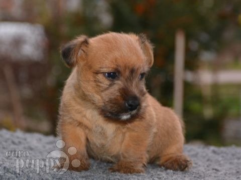 Terrier de Norwich puppy