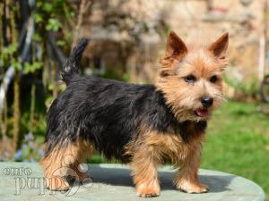 Norwich terrier puppies sales cost