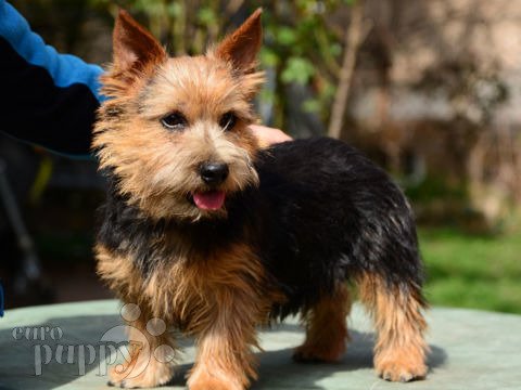 Norwich Terrier puppy for sale