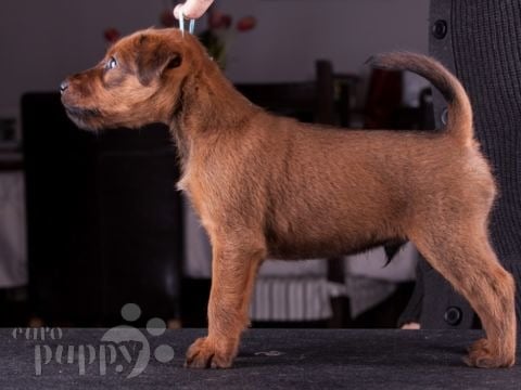 Irish Terrier puppy for sale