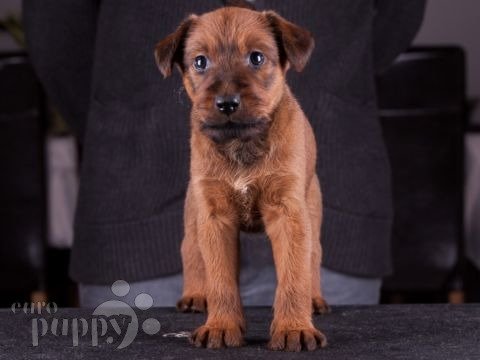 Terrier Irlandés cachorro en venta