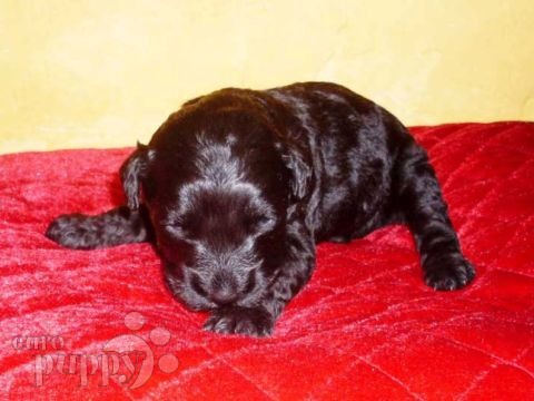 Kerry Blue Terrier cachorro en venta