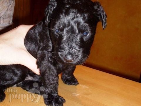Kerry Blue Terrier puppy