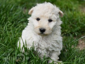 Pumi puppy for sale