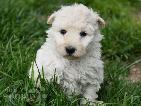 Pumi Welpen