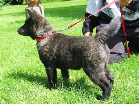 Kai Ken puppy for sale