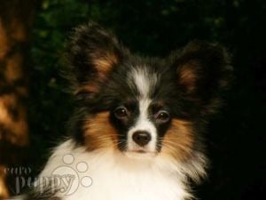 Papillon Puppies Ready For Sale /Adoption