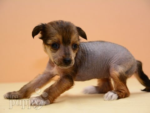 Chinese Crested puppy for sale