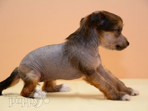 Chinesischer Schopfhund puppy