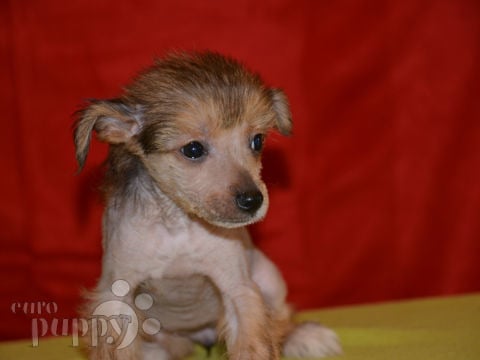 Chinese Crested puppy for sale