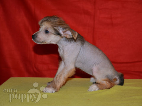 Chinese Crested cachorro en venta