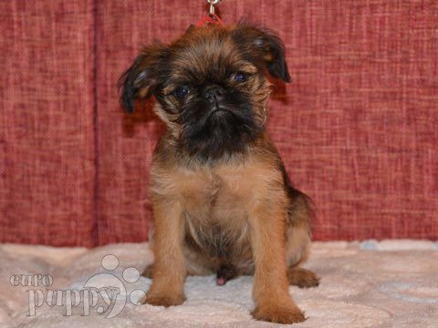 Grifón de Bruselas puppy