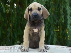 Fila Brasileiro Puppies For Sale