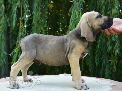 Fila Brasileiro puppy