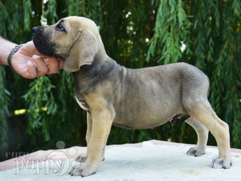 Fila Brasileño puppy