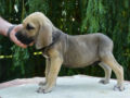 Fila Brasileiro puppy