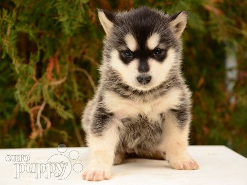 Alaskan Malamute puppy