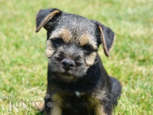 Border terrier schnauzer store mix for sale