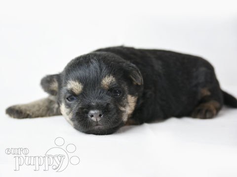 Border Terrier cachorro en venta