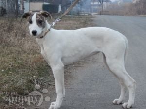 Lebrel Húngaro cachorro en venta