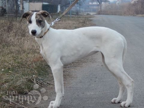 Hungarian Greyhound puppy