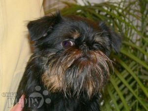 how much does a brussels griffon dog cost