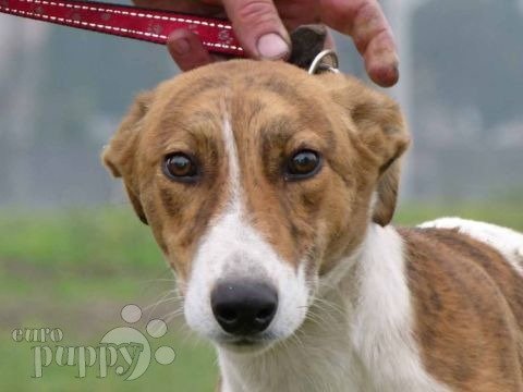 Lebrel Húngaro puppy