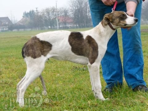 Hungarian Greyhound puppy for sale