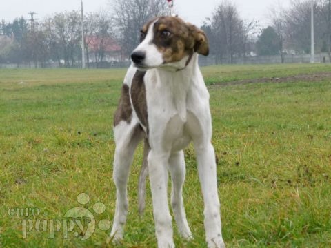 Lebrel Húngaro puppy