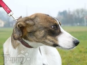 Hungarian Greyhound puppy for sale