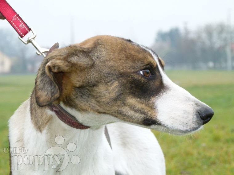 Magyar Agár puppy