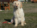 Hovawart puppy