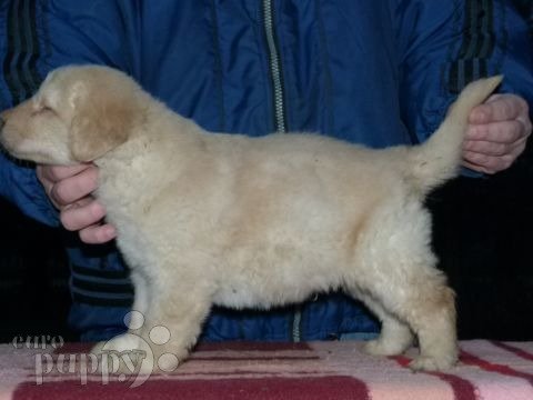 Hovawart puppy