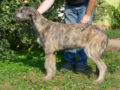 Irish Wolfhound puppy for sale