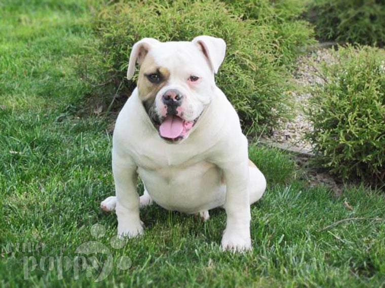 American Bulldog puppy for sale