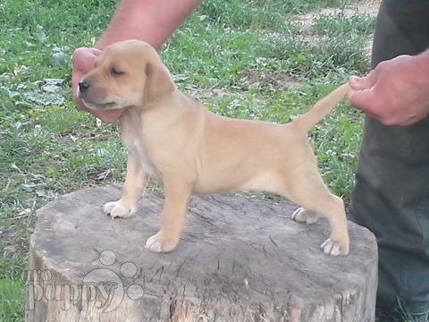 Cimarrón Uruguayo puppy