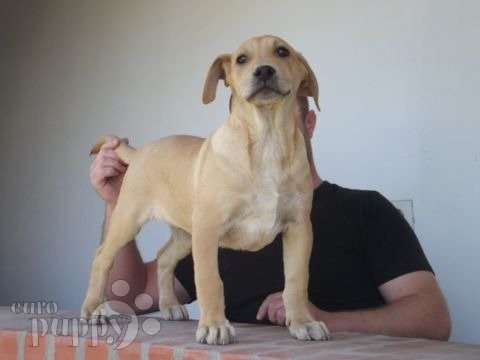 Uruguayan Cimarron puppy