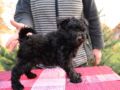 Pumi puppy