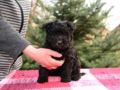 Pumi puppy