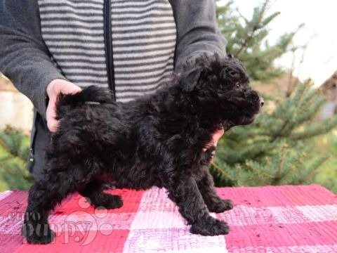 Pumi puppy
